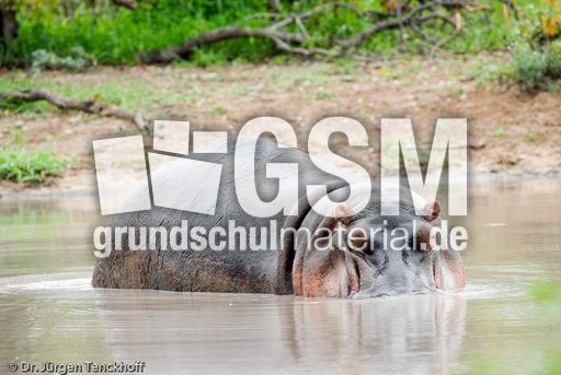 Flusspferd (61 von 104).jpg